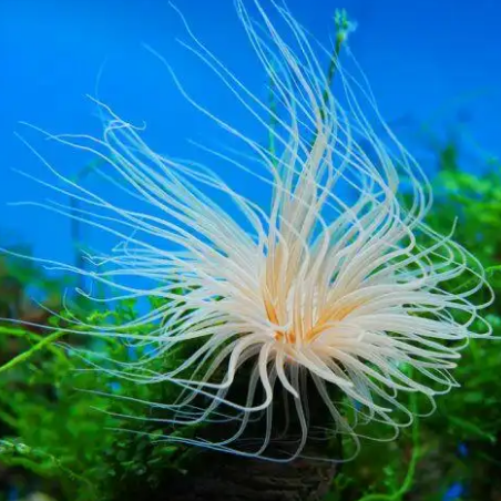 珊瑚缸NO3 PO4的控制比例