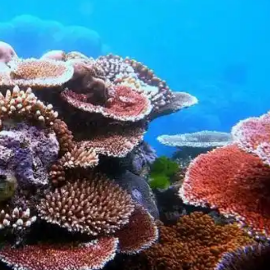 珊瑚缸菌膜和红泥的关系