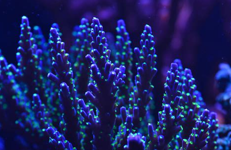 海水缸开缸教程知识大全