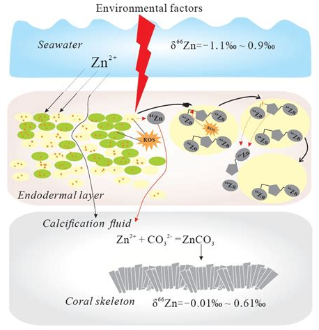 微量元素对于海缸的影响