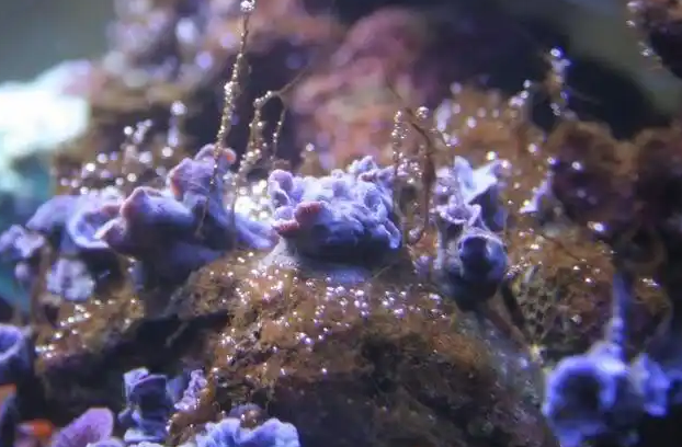 珊瑚缸菌膜怎么处理